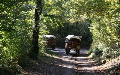 La Fageda de’n Jordà – Volcà Sta Margarida – Santa Pau – El carrilet – Besalú – Estany de Banyoles