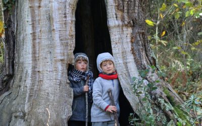 Viladrau – El Castanyer de les 7 branques – Pantà de Santa Fe